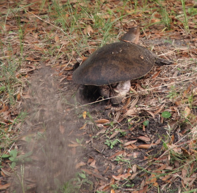 [A softshell is on land near the top of the hillside. She has just kicked up quite a bit of ground behind her.]